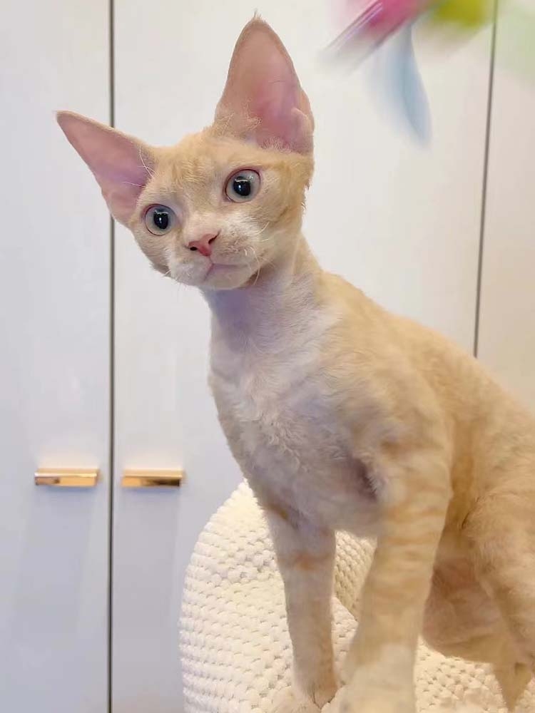 猫舍直销,批发价出售,德文卷毛猫